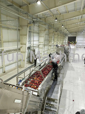 Ss304 Linha de processamento de maçã máquina automática para fazer suco de frutas 380 V