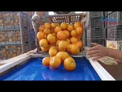 Como é que os tomates são transformados em suco NFC?